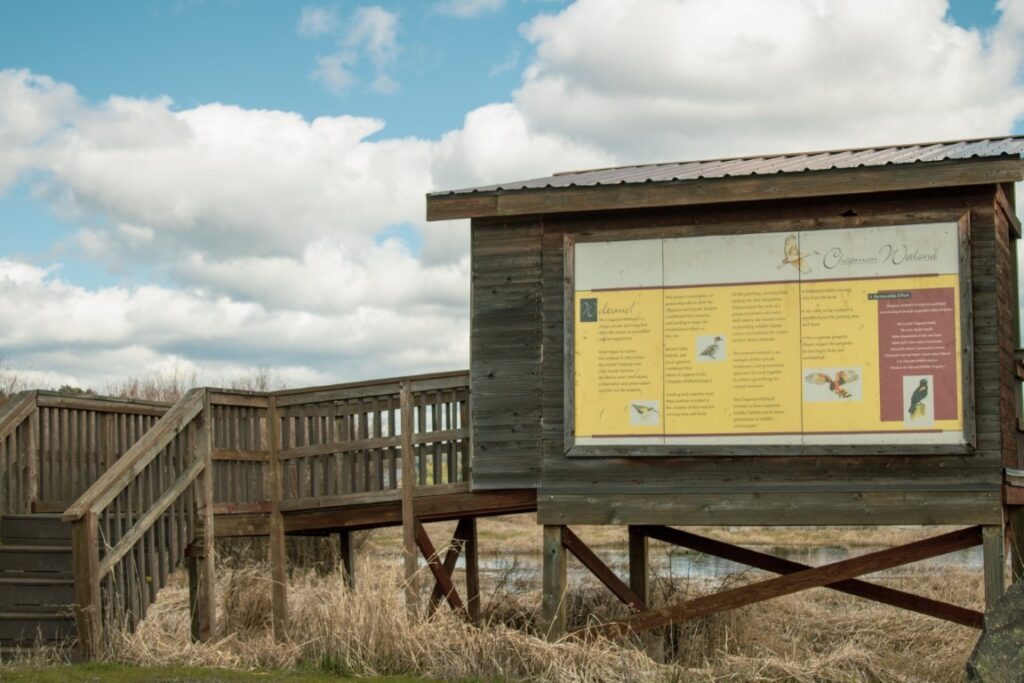 Chapman-Wetland-1
